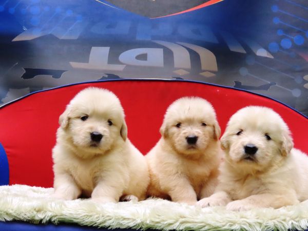 Golden Retriever Tajj Mahall filhotes fmeas lindssimas disponveis para Reserva Curitiba Curitiba