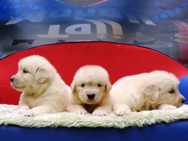 Golden Retriever Tajj Mahall filhotes fmeas lindssimas disponveis para Reserva Curitiba Curitiba