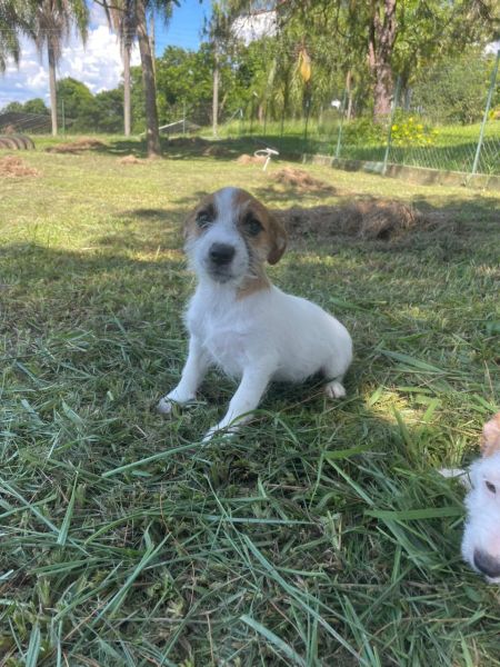 AQUI O SEU JACK RUSSEL TEM QUALIDADE VETERINRIA DE CRIAO