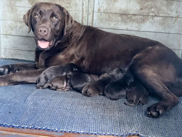 Cachorro Retriever do Labrador com LOP e Afixo