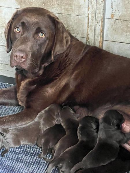 Cachorro Retriever do Labrador com LOP e Afixo