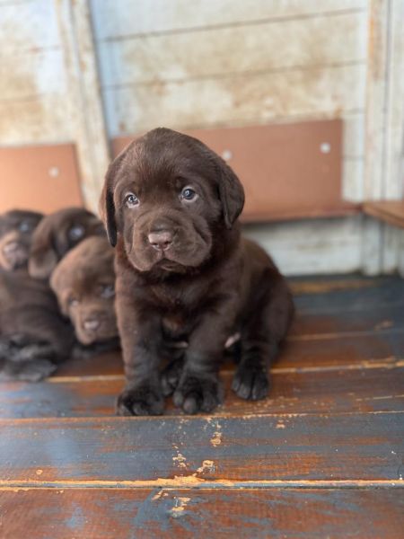 Cachorro Retriever do Labrador com LOP e Afixo