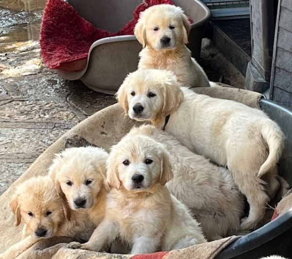 Cachorro GOLDEN RETRIEVER com LOP e Afixo Cachorro GOLDEN RETRIEVER com LOP e Afixo