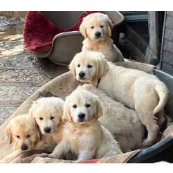 Retriever Do Labrador Cachorro GOLDEN RETRIEVER com LOP e Afixo Retriever Do Labrador Cachorro GOLDEN RETRIEVER com LOP e Afixo
