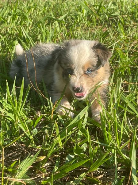 NOSSOS FILHOTES DE BORDER COLLIE SO CRIADOS E ENTREGUES POR MDICA VETERINRIA