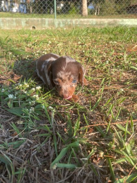 TECKELS COM QUALIDADE VETERINRIA DE CRIAO CES LINDOS