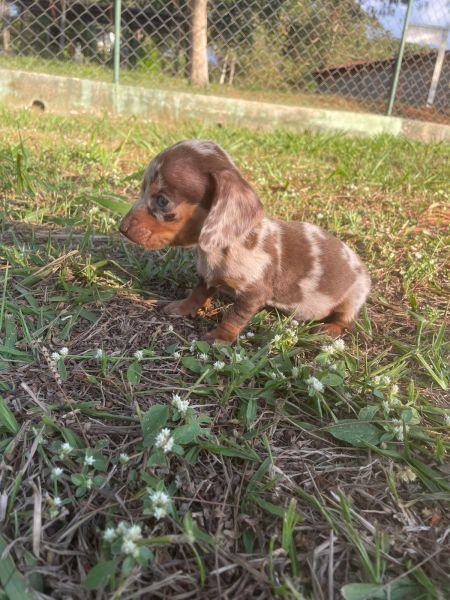 TECKELS COM QUALIDADE VETERINRIA DE CRIAO CES LINDOS