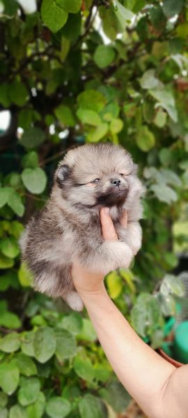 Spitz Alemo ano Mini Toy Lulu Pomernia Lop Pedigree