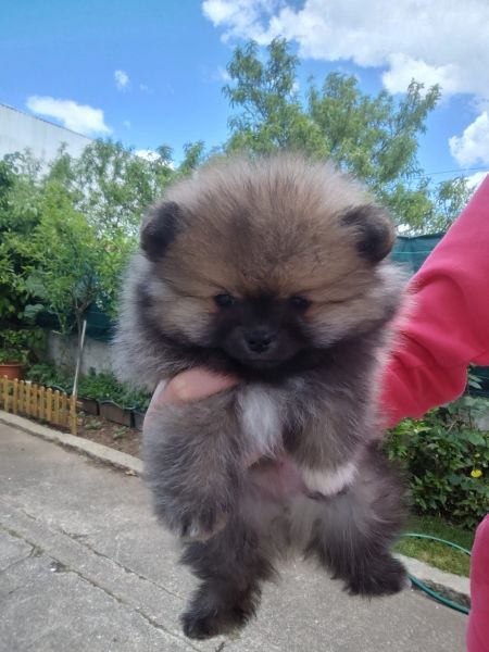 Spitz Alemo ano Mini Toy Lulu Pomernia Lop Pedigree