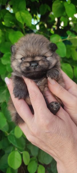 Spitz Alemo ano Mini Toy Lulu Pomernia Lop Pedigree