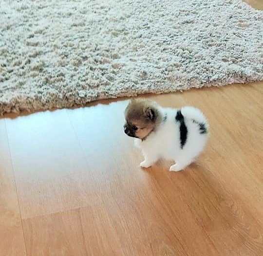 Spitz Alemo ano Lulu Pomernia com LOP