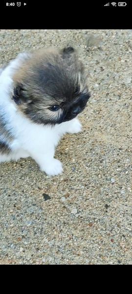 Spitz Alemo ano Lulu Pomernia com LOP