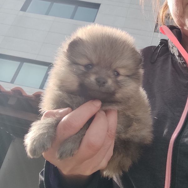 Spitz Alemo ano Lulu Pomernia com LOP