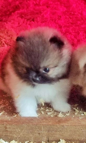 Spitz Alemo ano Mini Toy Lulu Pomernia Lop Pedigree