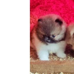 Spitz Alemo Spitz Alemo ano Mini Toy Lulu Pomernia Lop Pedigree Aveiro S. Joo Da Madeira