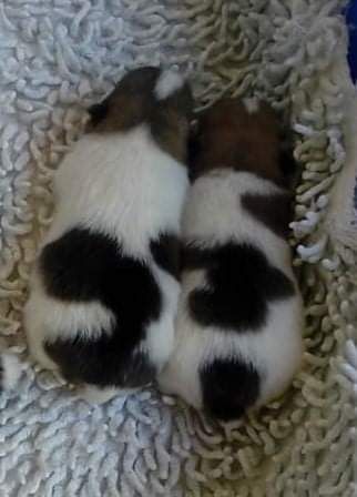 Spitz Alemo ano Mini Toy Lulu Pomernia Lop Pedigree