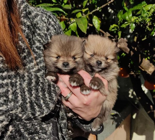 Spitz Alemo ano Mini Toy Lulu Pomernia Lop Pedigree