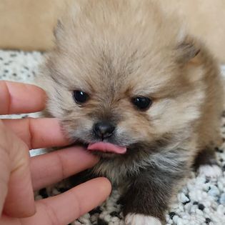 Spitz Alemo ano Mini Toy Lulu Pomernia Lop Pedigree