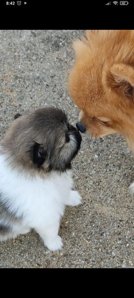 Spitz Alemo ano Mini Toy Lulu Pomernia Lop Pedigree