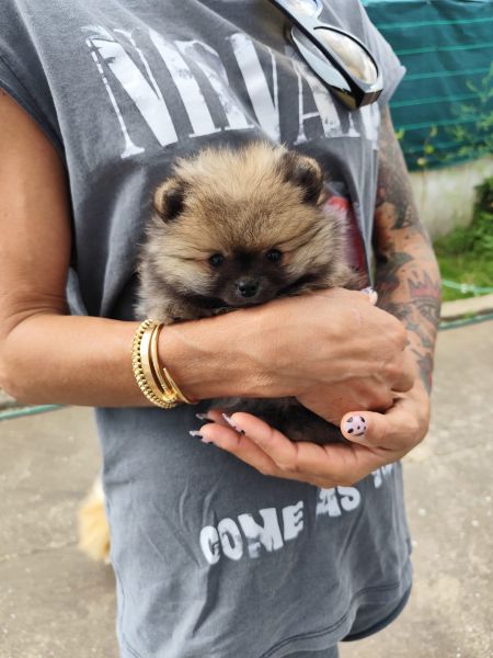 Spitz Alemo ano Mini Toy Lulu Pomernia Lop Pedigree