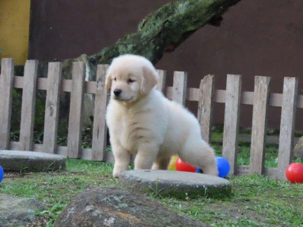 Golden Retriever Canil Tajj Mahall Filhote Macho lindssimo Microchipado Curitiba Vacina Importada