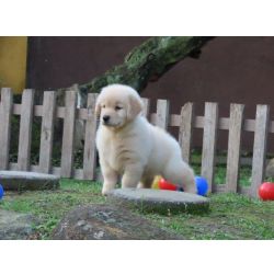 Golden Retriever Golden Retriever Canil Tajj Mahall Filhote Macho lindssimo Microchipado Curitiba Vacina Importada Paran CURITIBA