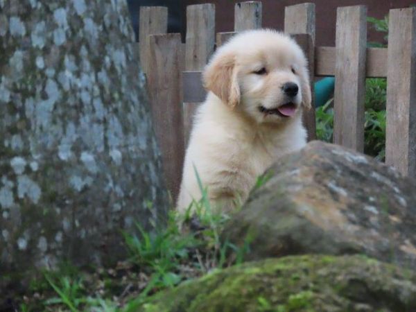 Golden Retriever Canil Tajj Mahall Filhote Macho lindssimo Microchipado Curitiba Vacina Importada