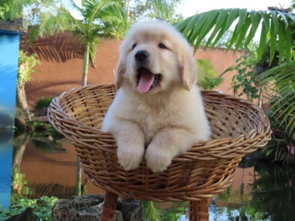 Golden Retriever Canil Tajj Mahall Filhote Macho lindssimo Microchipado Curitiba Vacina Importada