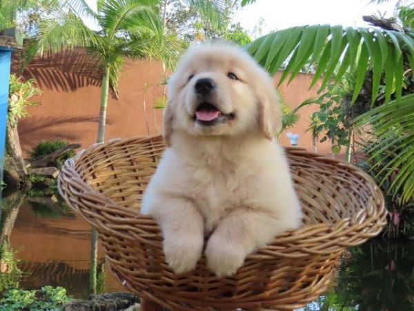 Golden Retriever Canil Tajj Mahall Filhote Macho lindssimo Microchipado Curitiba Vacina Importada