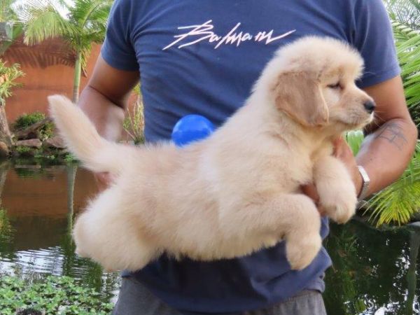Golden Retriever Canil Tajj Mahall Filhote Macho lindssimo Microchipado Curitiba Vacina Importada