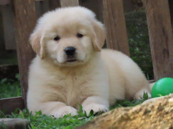 Golden Retriever Canil Tajj Mahall Filhote Fmea lindssima Microchipada Curitiba Vacina Importada