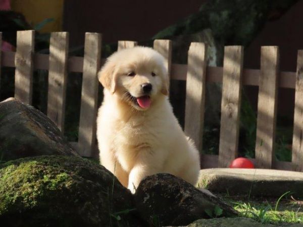 Golden Retriever Canil Tajj Mahall Filhote Fmea lindssima Microchipada Curitiba Vacina Importada