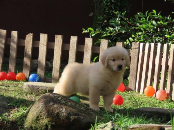 Golden Retriever Canil Tajj Mahall Filhote Fmea lindssima Microchipada Curitiba Vacina Importada