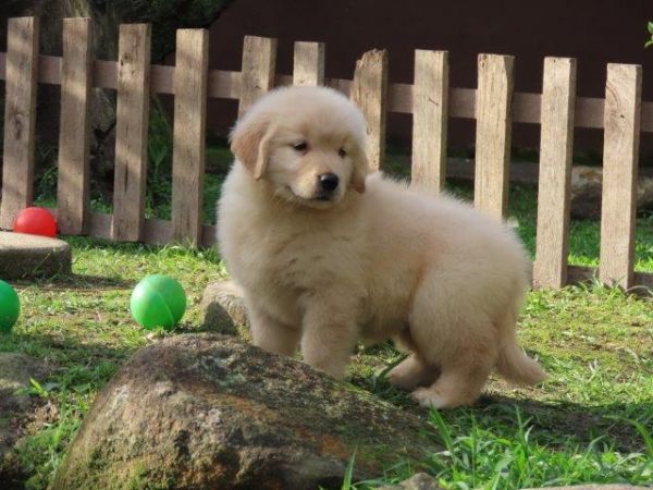Golden Retriever Canil Tajj Mahall Filhote Fmea lindssima Microchipada Curitiba Vacina Importada