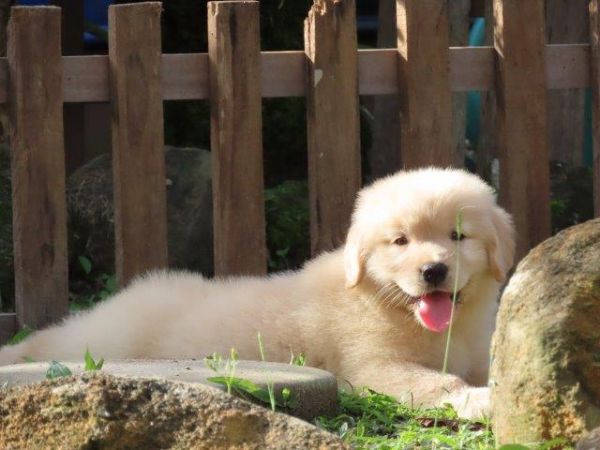 Golden Retriever Canil Tajj Mahall Filhote Fmea lindssima Microchipada Curitiba Vacina Importada