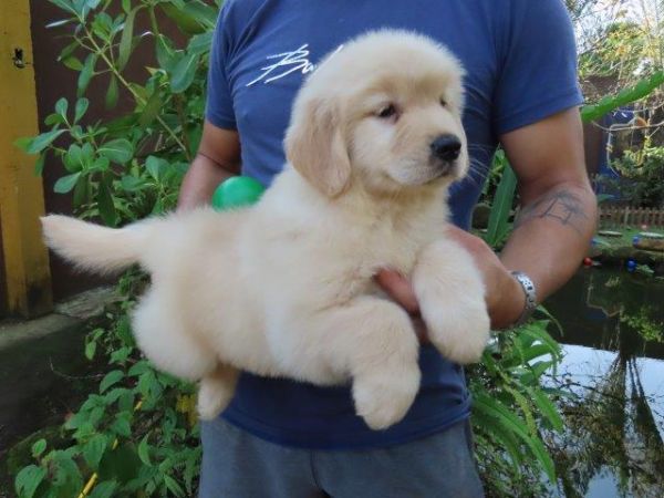 Golden Retriever Canil Tajj Mahall Filhote Fmea lindssima Microchipada Curitiba Vacina Importada