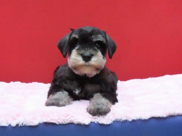 Schnauzer Miniatura Canil Tajj Mahall Filhote Fmea na cor Preta e Prata Lindssima Curitiba
