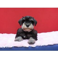 Schnauzer Miniatura (ano) Schnauzer Miniatura Canil Tajj Mahall Filhote Fmea na cor Preta e Prata Lindssima Curitiba Paran CURITIBA