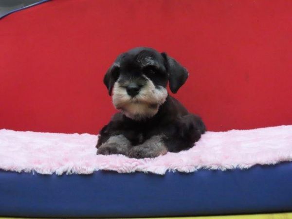 Schnauzer Miniatura Canil Tajj Mahall Filhote Fmea na cor Preta e Prata Lindssima Curitiba