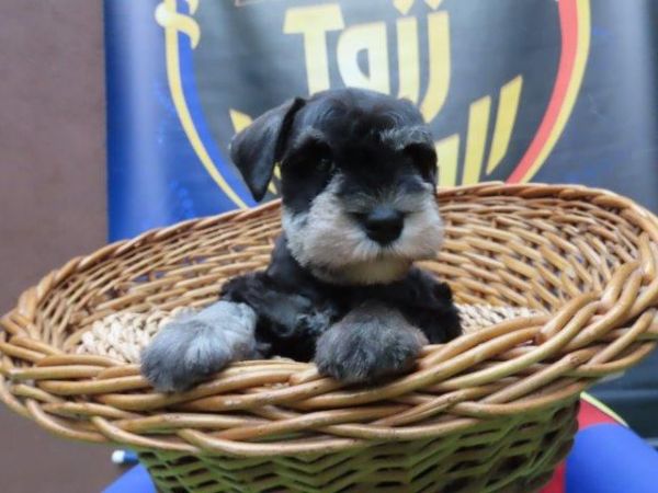 Schnauzer Miniatura Canil Tajj Mahall Filhote Fmea na cor Preta e Prata Lindssima Curitiba