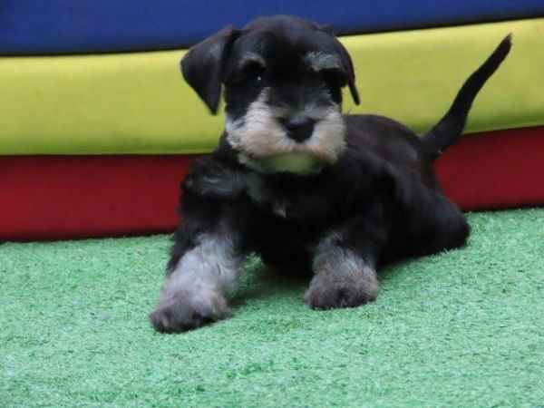 Schnauzer Miniatura Canil Tajj Mahall Filhote Fmea na cor Preta e Prata Lindssima Curitiba