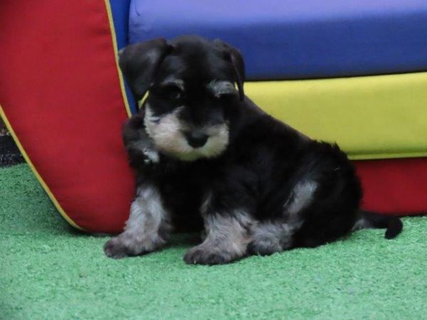 Schnauzer Miniatura Canil Tajj Mahall Filhote Fmea na cor Preta e Prata Lindssima Curitiba