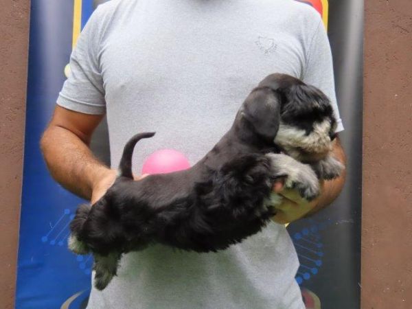 Schnauzer Miniatura Canil Tajj Mahall Filhote Fmea na cor Preta e Prata Lindssima Curitiba