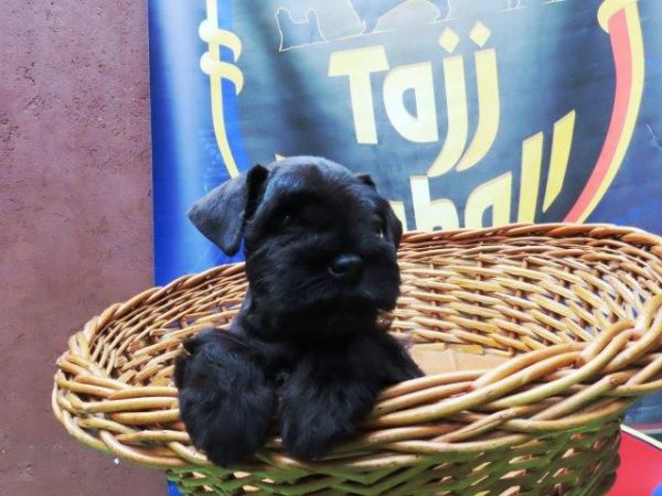 Schnauzer Miniatura Canil Tajj Mahall Filhote Macho Preto Lindssimo Curitiba