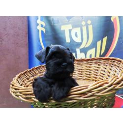 Schnauzer Miniatura (ano) Schnauzer Miniatura Canil Tajj Mahall Filhote Macho Preto Lindssimo Curitiba Paran CURITIBA