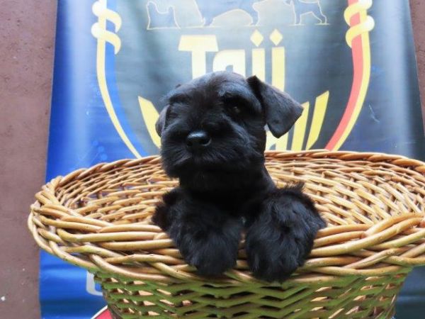 Schnauzer Miniatura Canil Tajj Mahall Filhote Macho Preto Lindssimo Curitiba