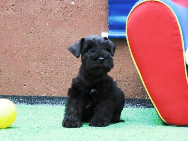 Schnauzer Miniatura Canil Tajj Mahall Filhote Macho Preto Lindssimo Curitiba