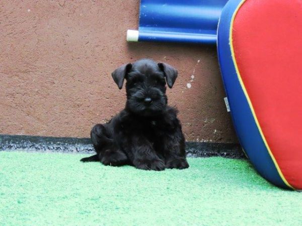 Schnauzer Miniatura Canil Tajj Mahall Filhote Macho Preto Lindssimo Curitiba