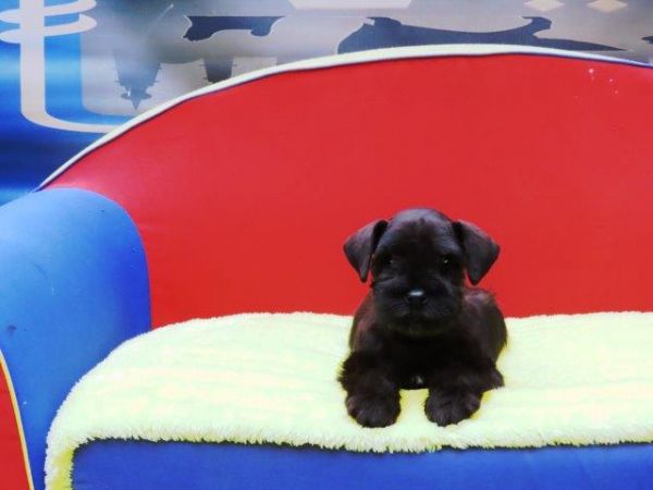 Schnauzer Miniatura Canil Tajj Mahall Filhote Macho Preto Lindssimo Curitiba