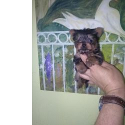 Yorkshire Terrier Yorkshire Terrier Sublime Porto PORTO